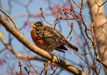 clear picture of a robin bird sitting on a tree branch 