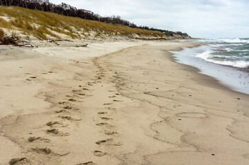 The sand dune of the Baltic Sea. Sea sandy shores. The Curonian Spit National Park, Russia.
