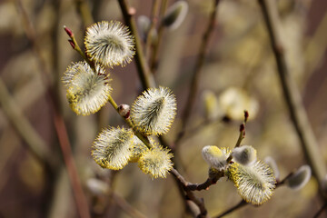 Pussy willow blooming on tree branches, yellow catkins in spring park in sunlight