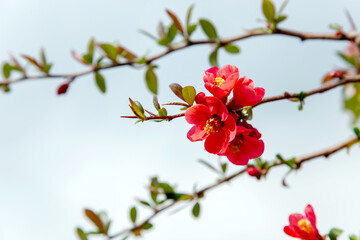Blooming Japanese Quince (Chaenomeles japonica). japanese quince branch - blossoming