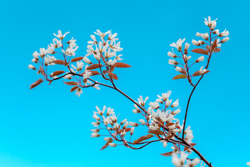 Blossom of serviceberry tree, Juneberry. Amelanchier lamarckii also called juneberry or shadbush is a large deciduous flowering shrub or small tree in the family Rosaceae