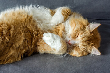 Red Cat. Beautiful domestic red cat. The cat is clean healthy groomed.