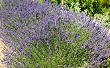 Lavender.
