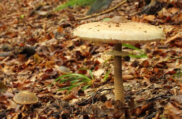 Macrolepiota procera, parasol mushroom.