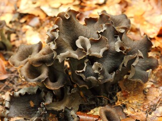 Craterellus cornucopioides.