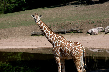 Animals