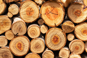 Fototapeta premium pattern of eucalyptus logs