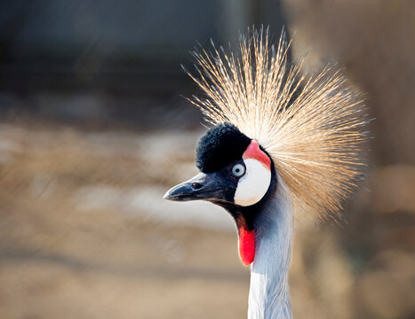 Black Crowned Crane.
 This is a large bird from the family of true cranes, leading a sedentary lifestyle in West and East Africa. The bird is one of the national symbols of Uganda and is depicted on i