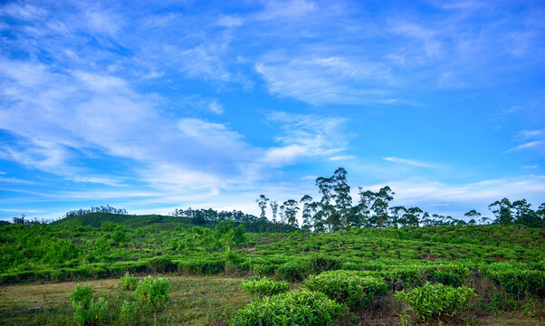 field and blue sky