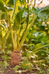 Fototapeta premium Fresh carrots grow from the ground in sunlight. Macro