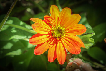 Marguerite gerbera Orange Coeur jaune