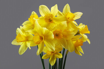 Bouquet of yellow daffodils on gray background for spring floral design.