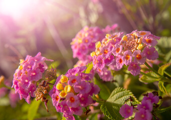 pink blossom garden flowers close-up