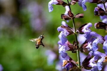 Fototapeta premium bee in flight on sage flower