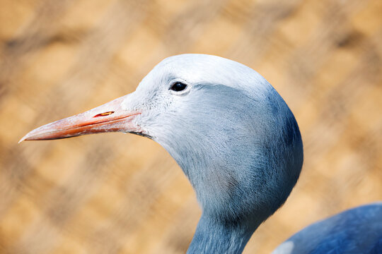 Blue Crane.
This Bird Lives In Namibia And The Republic Of South Africa.