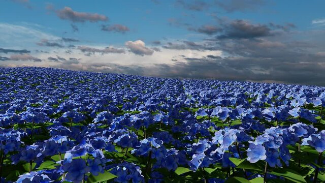 Pan of field with blue Hortensia flowers in sunset time