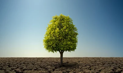 Fotobehang Alone green tree in severe drought desert © tankist276