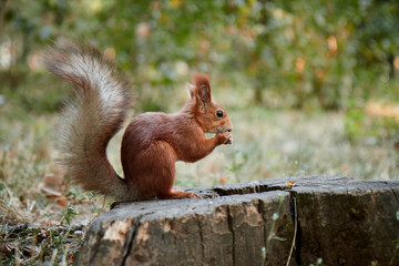 Naklejka na ściany i meble squirrel in the forest on a stump eats a nut, fluffy tail, autumn, fallen leaves