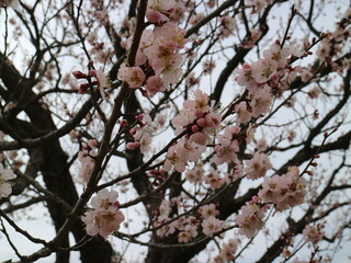 梅の花（偕楽園）