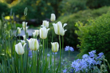 Blossom of  white tulips in the spring garden.