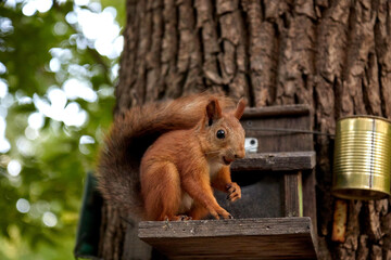 squirrel eats from a feeder in the forest on a tree trunk, fluffy tail, autumn, fallen leaves