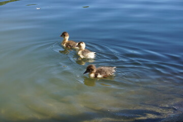 ducks in the lake