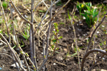 The first spring tender leaves, buds open on the bush. Warm spring day in the garden