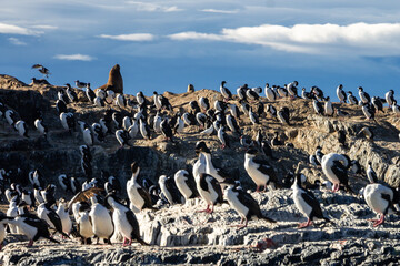 Colony of sea lions and cormorants on the islands of the Beagle Channel, Ushuaia.
