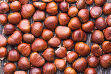 Ripe chestnuts close up. Raw Chestnuts for Christmas. Fresh sweet chestnut.
