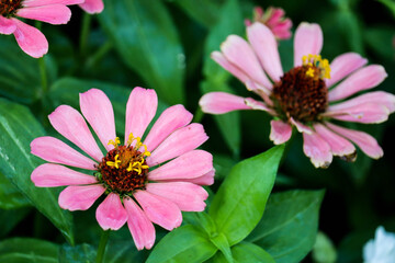 Obraz premium Pink zinnia flowers with green leaves background.