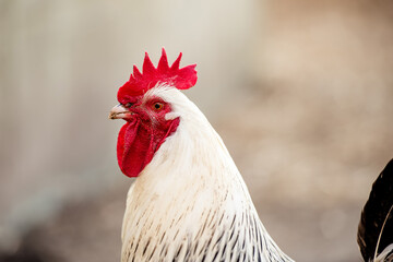 White rooster, organic chicken farm. Traditional poultry.