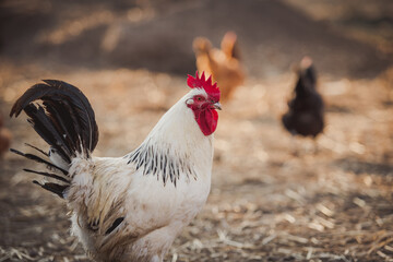 White rooster, organic chicken farm. Traditional poultry.