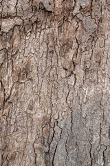 Tree bark texture and background.