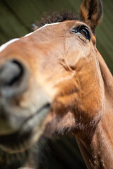 Naklejka premium Cabeza de Caballo