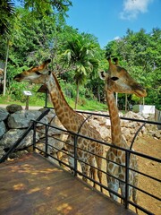The giraffe in the zoo.Giraffe is an African artiodactyl mammal, the tallest living terrestrial animal and the largest ruminant.