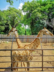 The giraffe in the zoo.Giraffe is an African artiodactyl mammal, the tallest living terrestrial animal and the largest ruminant.