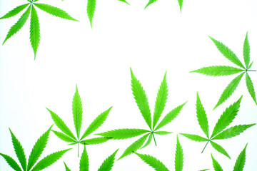 Cannabis, white background, copy space