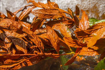Branch of plant with leaves of bright orange color. Twig was for some time in course of stream from an underground spring. Topic: chemical composition of water in underground artesian wells.