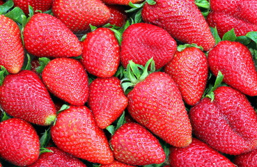 background of many ripe strawberries just harvested in spring