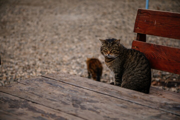 Tabby brown cat sits on a wooden bench by a wooden table, a fat pet, portrait of street homeless cat, cute tranquil gray cat resting near Hauenstejn castle, striped stray cat with green eyes