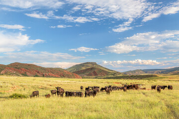 Fototapeta na wymiar Open range cattle grazing at foothills of Rocky Mountains in northern Colorado, summer scenery in Red Mountain Open Space