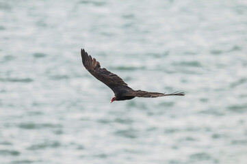 Turkey Vulture, ,planning in flight, Patagonia, Argentina