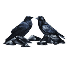 black ravens on the rocks