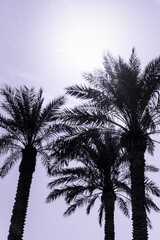 Fototapeta na wymiar Tropical tourism paradise palms in sunny summer sun purple sky. Sun light shines through leaves of palm. Beautiful wanderlust travel journey symbol for vacation trip to southern holiday dream island