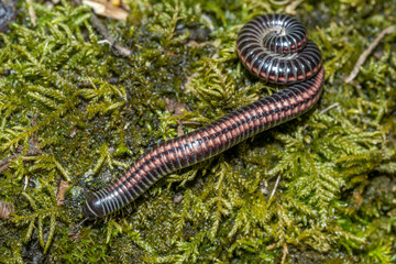 Julidae Millipedes close up macro