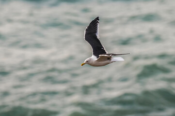 Gull in flight, Larus Dominicanus, Patagonia sea, Argentina.