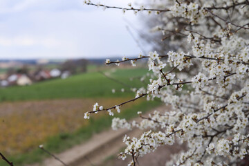 Blooming trees in the garden in spring. Background of the fields. Place for your text