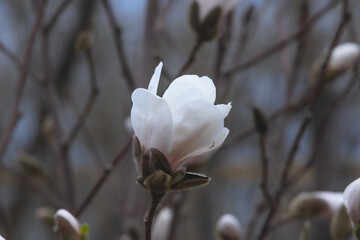 Beautiful white magnolias begin to bloom in spring