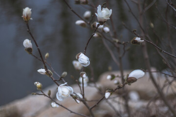 Beautiful white magnolias begin to bloom in spring