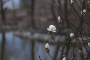 Beautiful white magnolias begin to bloom in spring